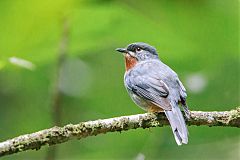 Rufous-throated Solitaire